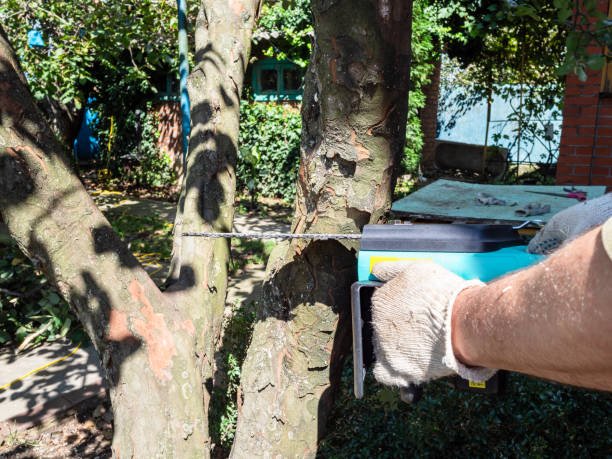Christchurch arborist checking council requirements before tree removal