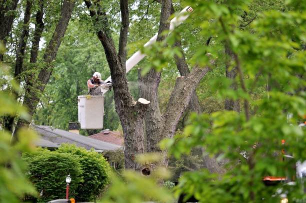 best tree removal christchurch cover